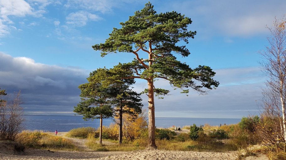 Сосны 3 Украина