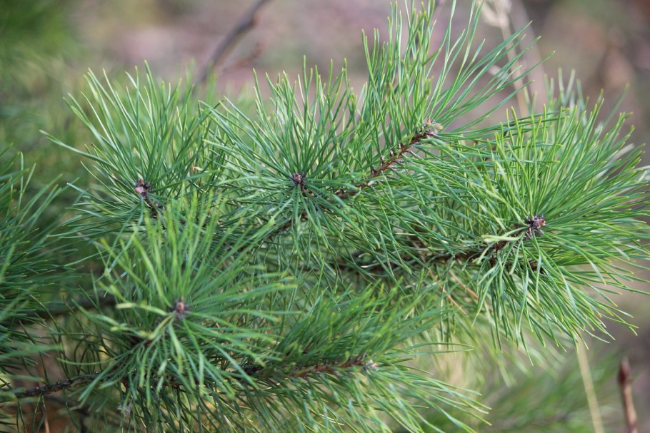 Сосна румелийская шишки