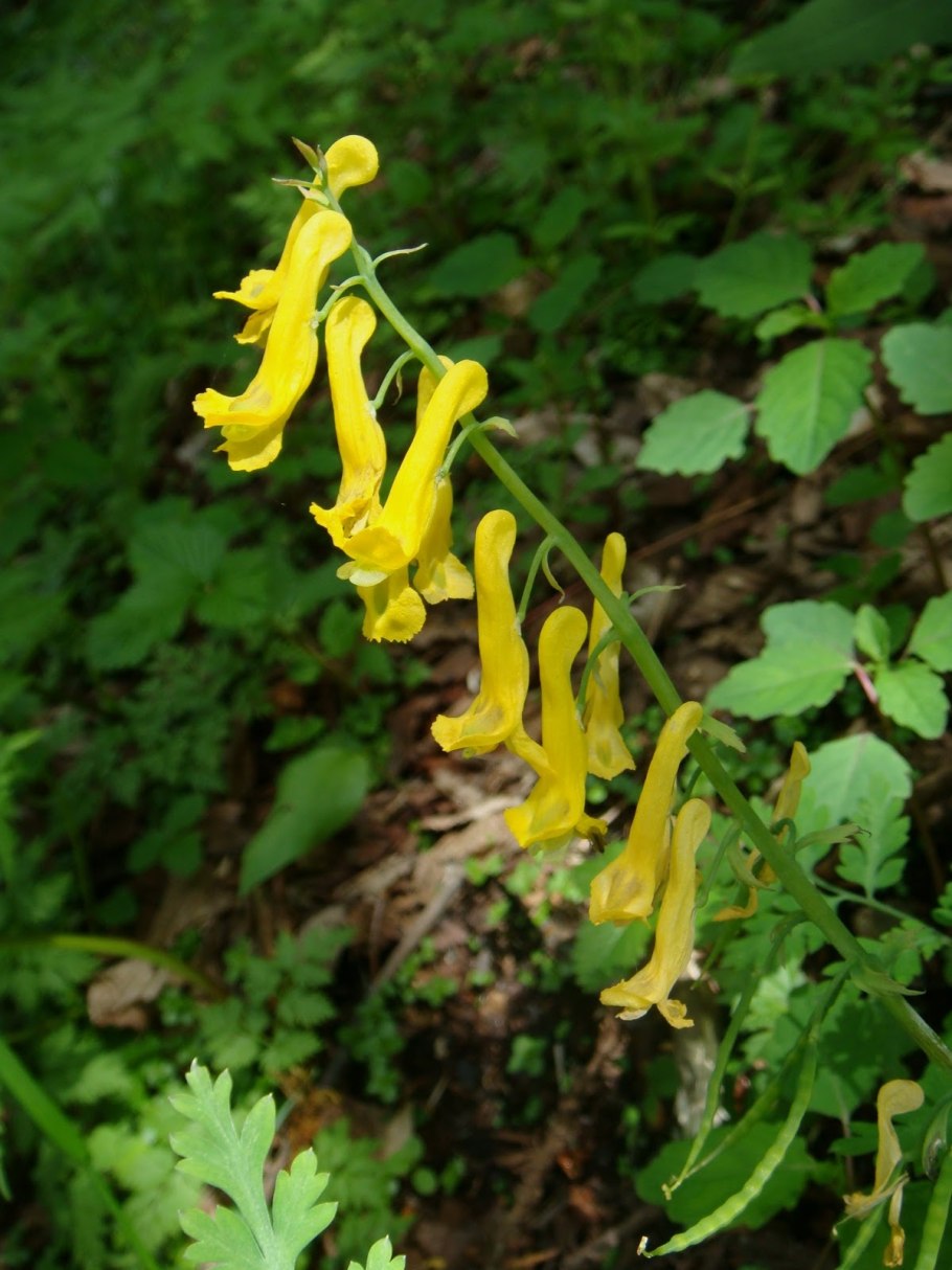 Corydalis ophiocarpa