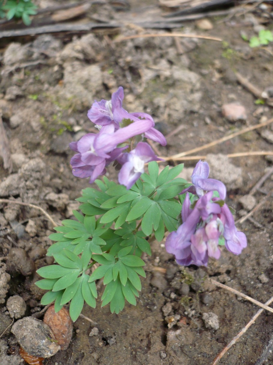 Corydalis ophiocarpa