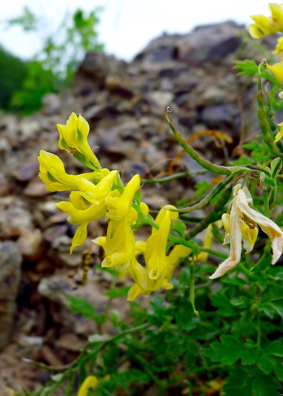 Хохлатка cheilanthifolia