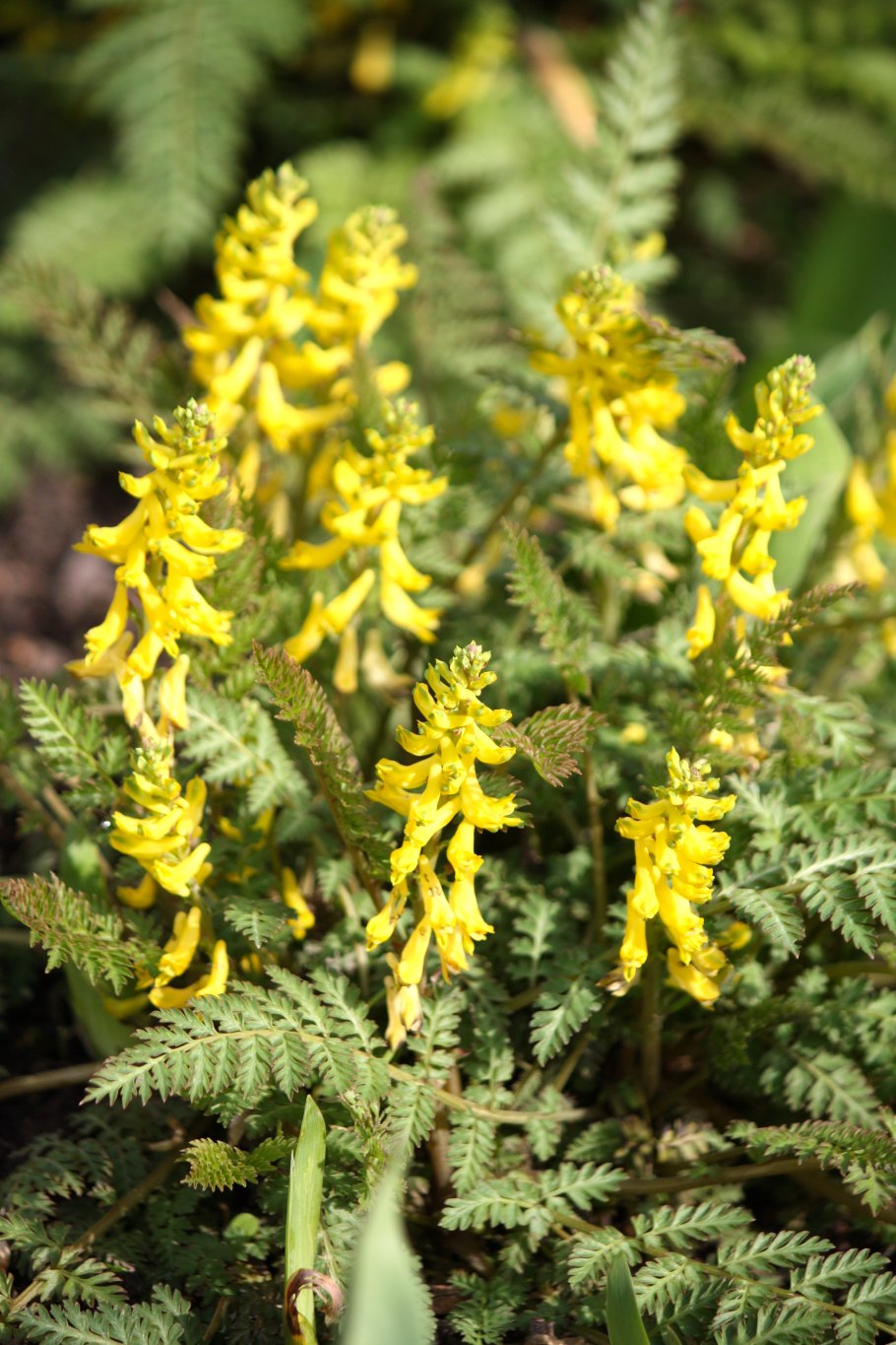 Хохлатка прицветниковый листочек