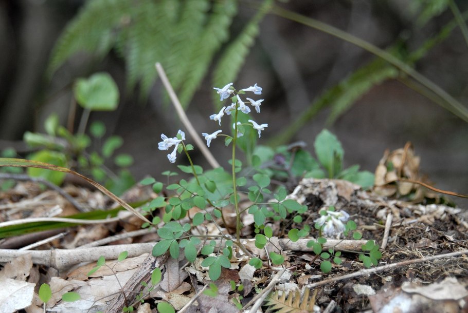 Corydalis lutea хохлатка
