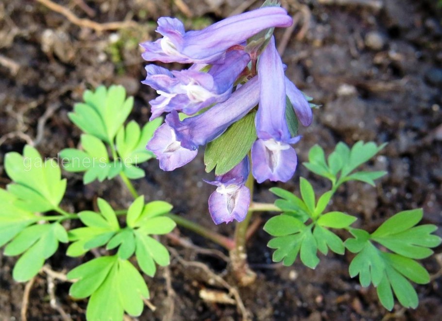 Хохлатка цветок