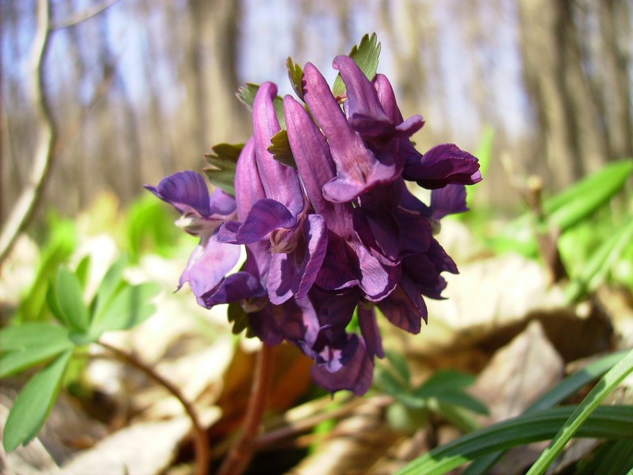 Хохлатка галлера