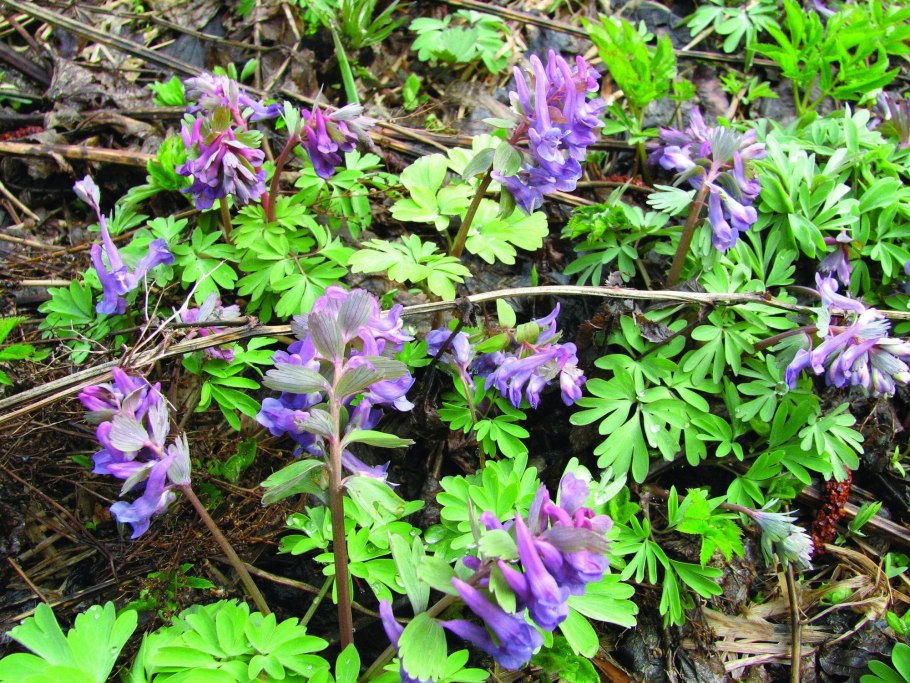 Хохлатка первоцвет