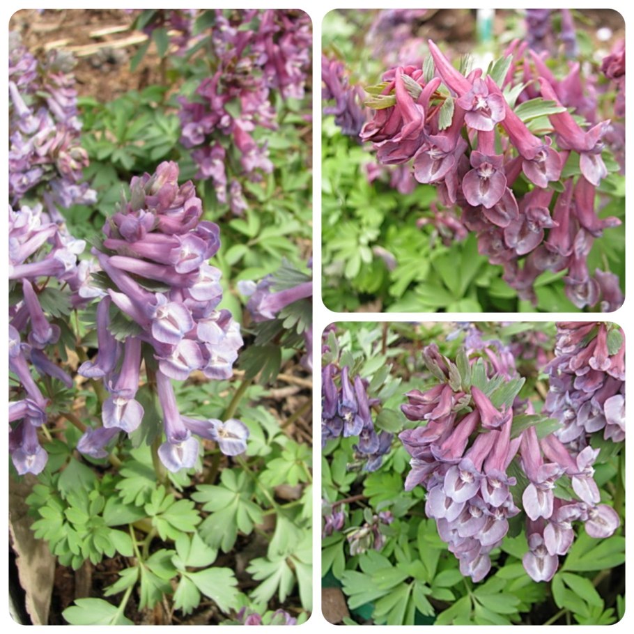 Хохлатка клубни