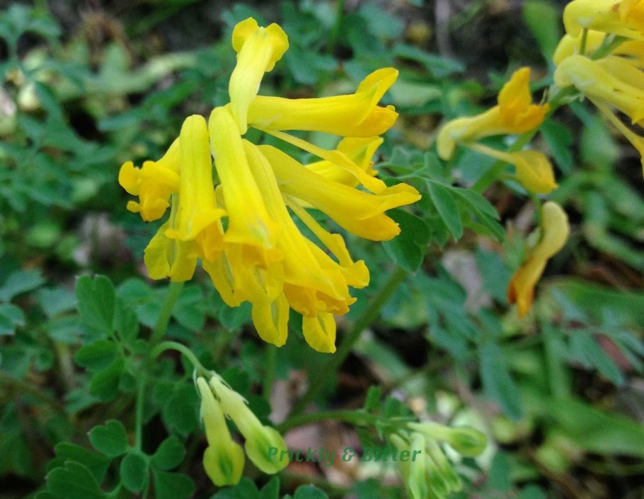 Хохлатка Уссурийская