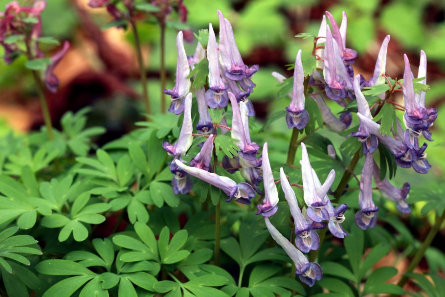 Corydalis speciosa