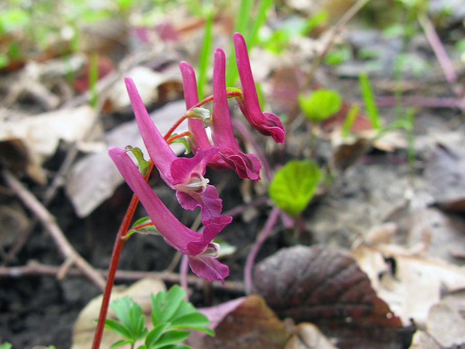 Corydalis Caucasica – хохлатка Кавказская