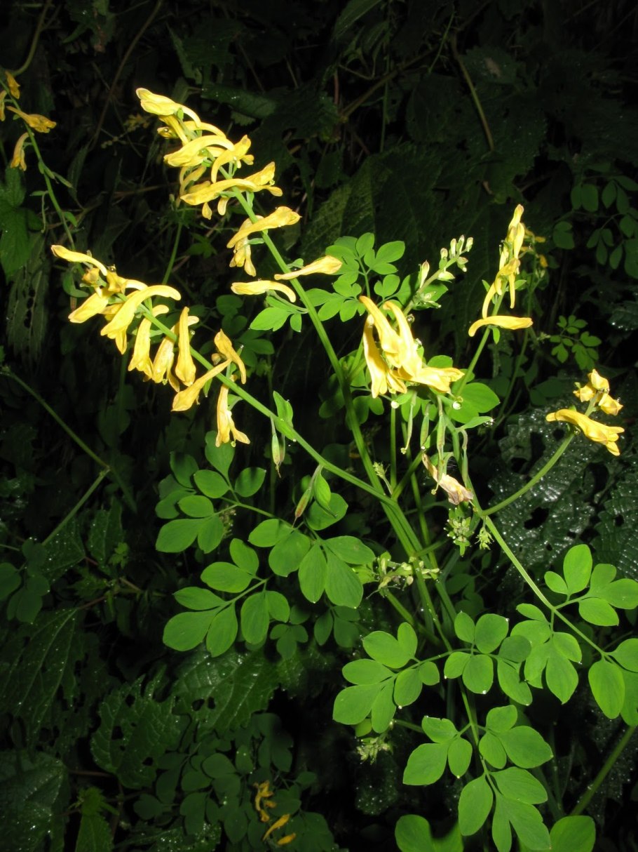 Corydalis bungeana