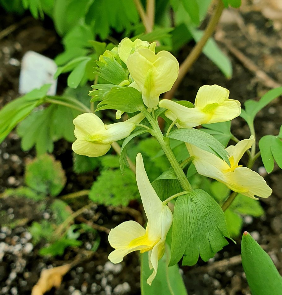 Хохлатка рассеченнолистная