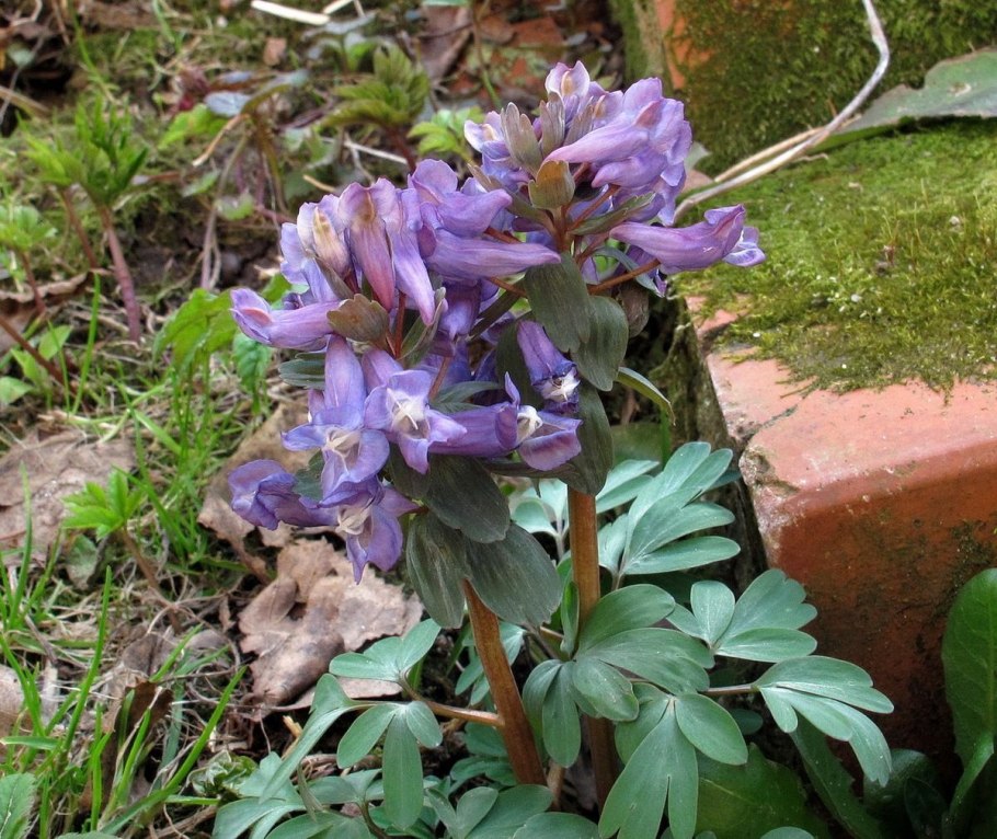 Хохлатка пионолистная