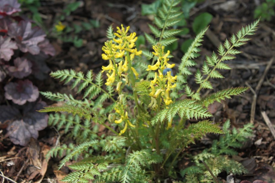 Corydalis cheilanthifolia
