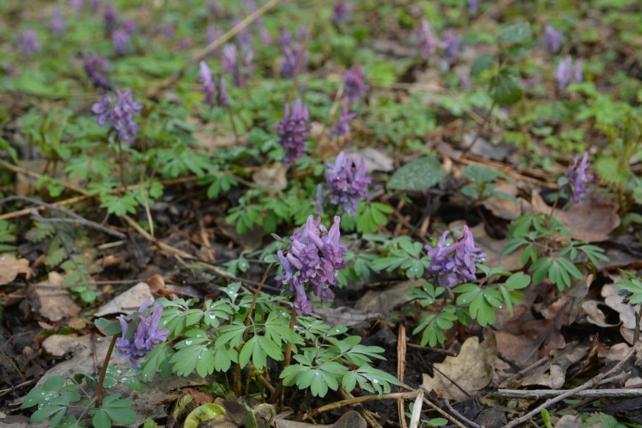 Подснежник хохлатка