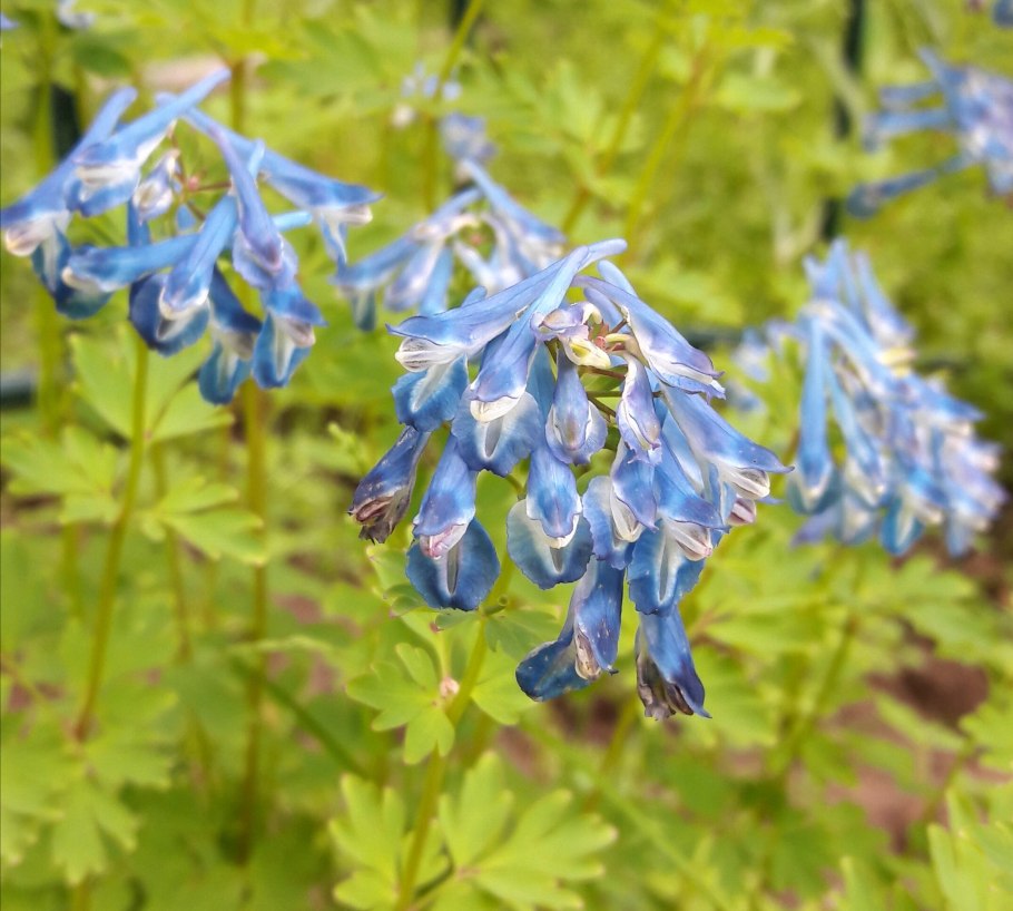 Хохлатка крайтон блю