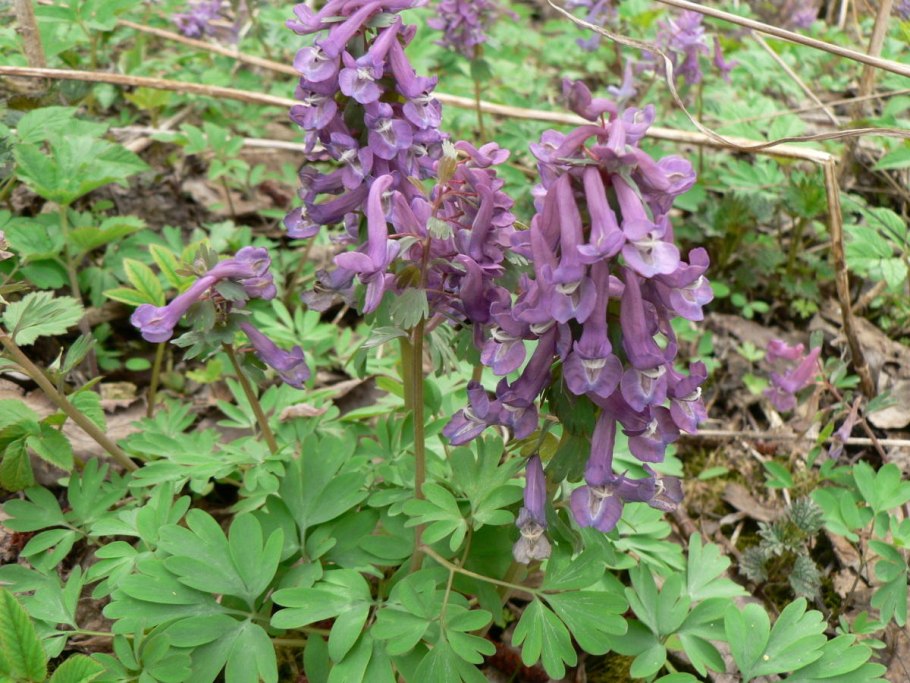 Хохлатка пурпл бёрд