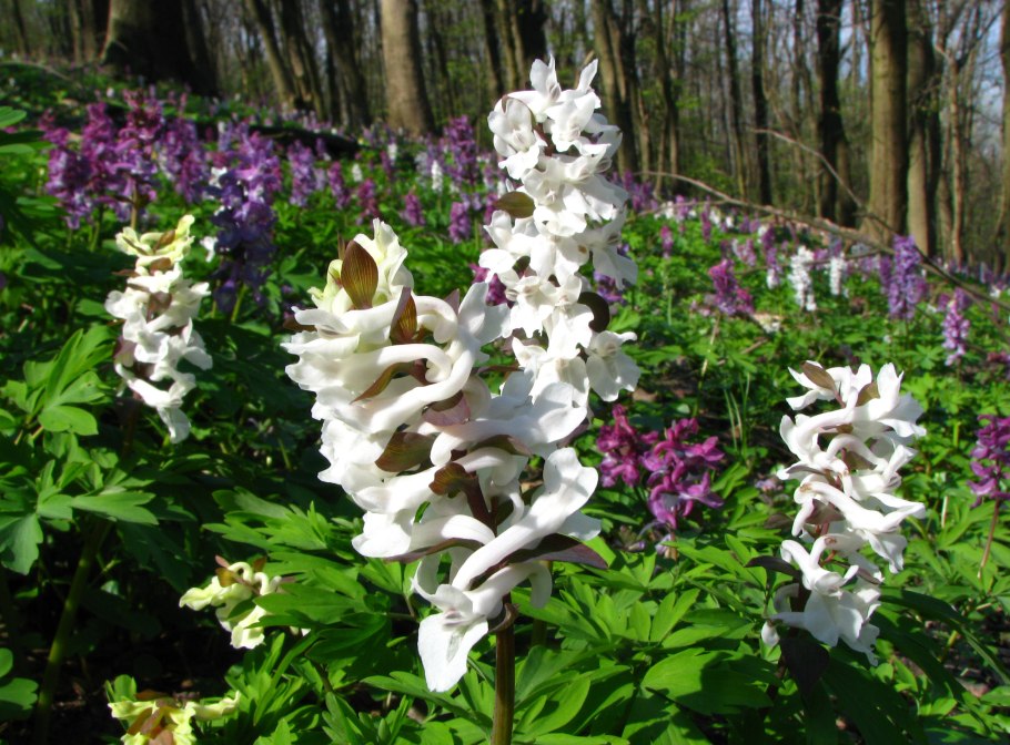 Цветок хохлатка