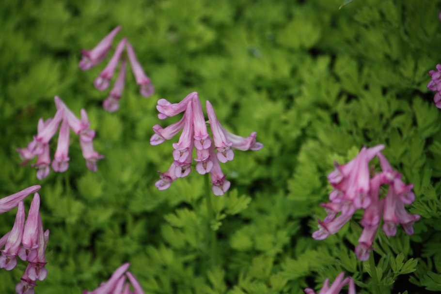 Хохлатка буша