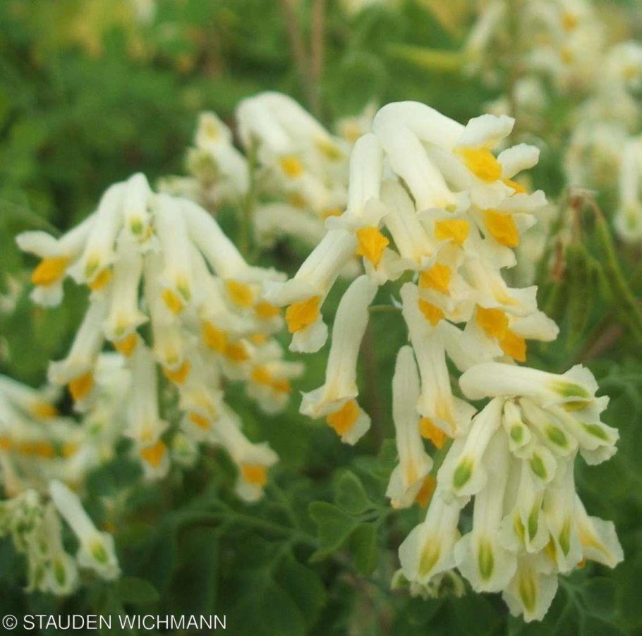 Corydalis ochroleuca