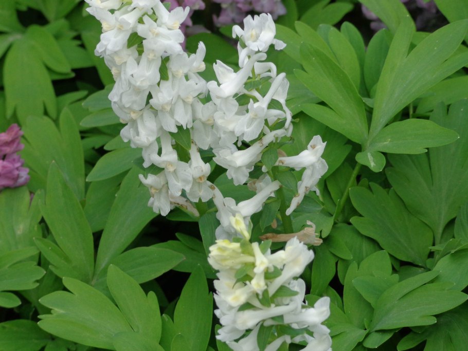Corydalis cava