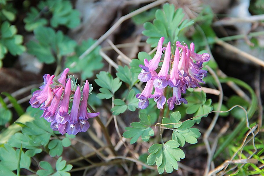 Хохлатка (corydalis)