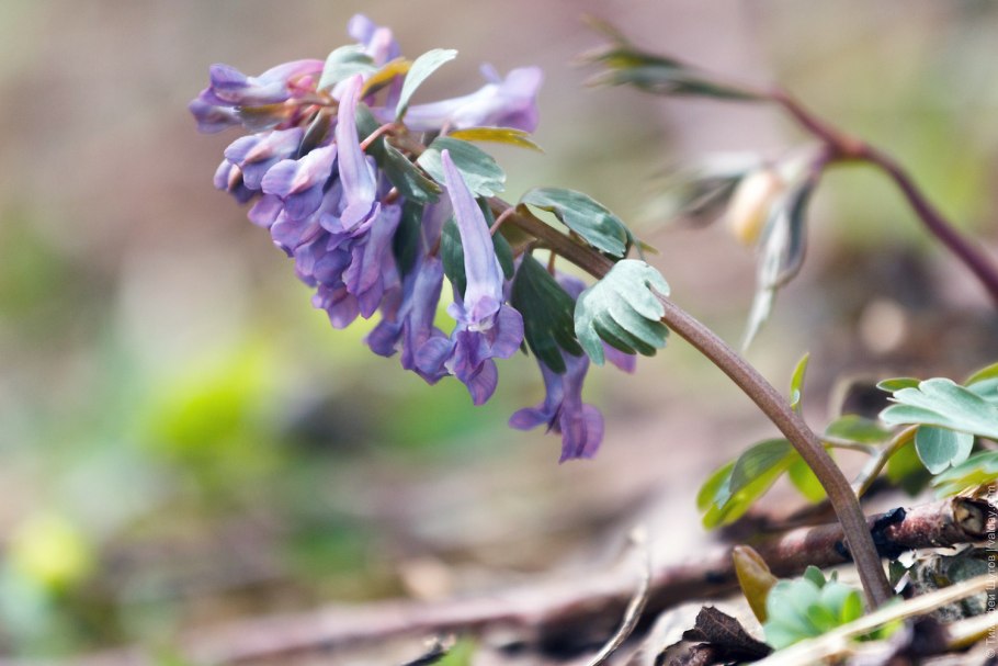 Хохлатка лесная