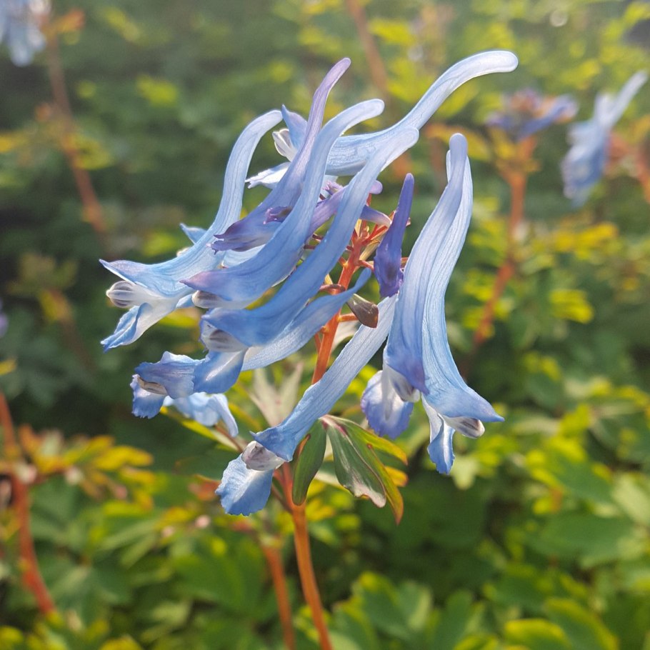 Хохлатку ochroleuca