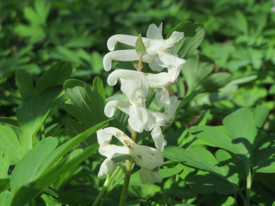 Коридалис (corydalis) cava
