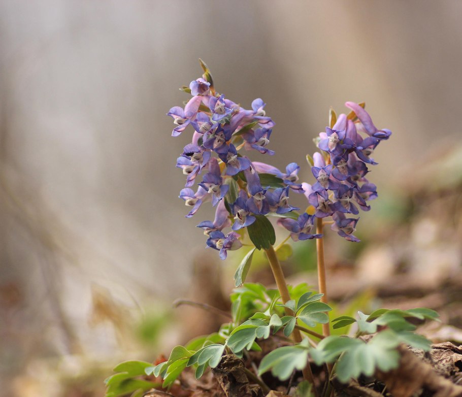 Хохлатка растение