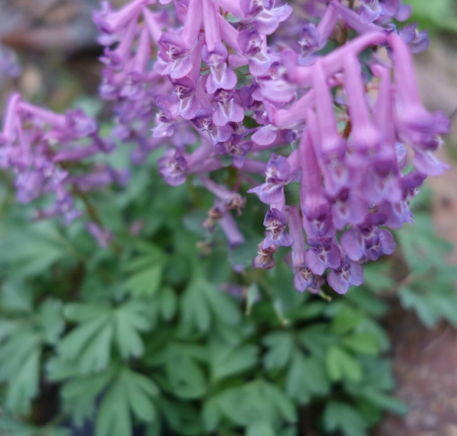 Хохлатка пурпл бёрд