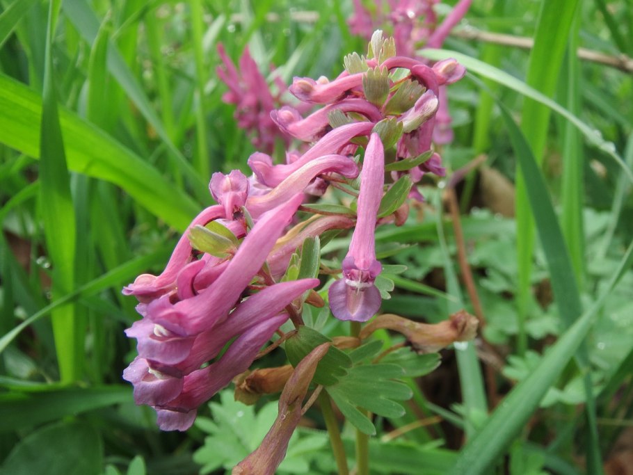 Хохлатка серно-желтая / Corydalis ochroleuca
