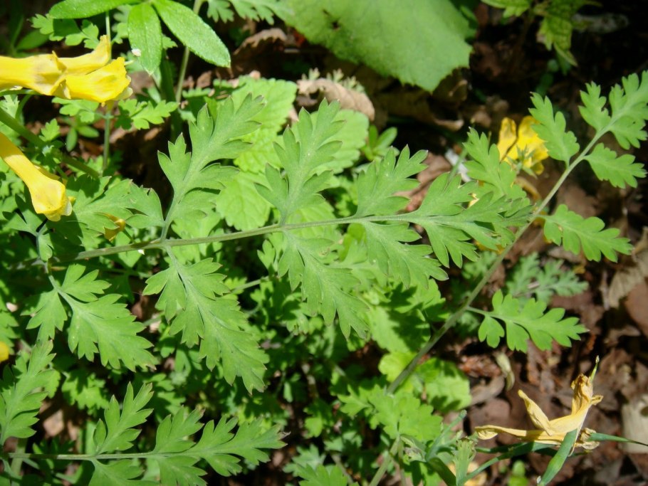 Хохлатка змееплодная Corydalis ophiocarpa