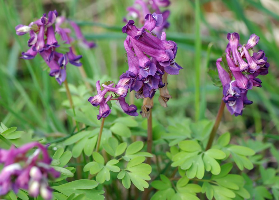 Хохлатка (corydalis) пурпл бёрд