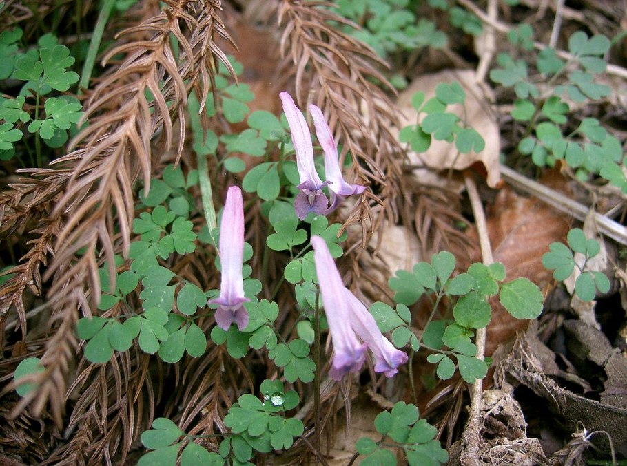 Хохлатка полая