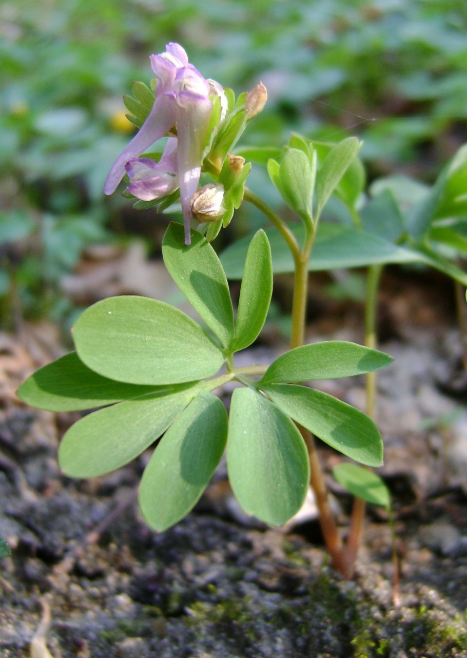 Corydalis pumila