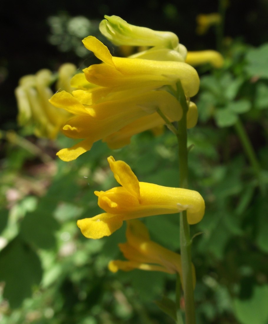 Хохлатка змееплодная