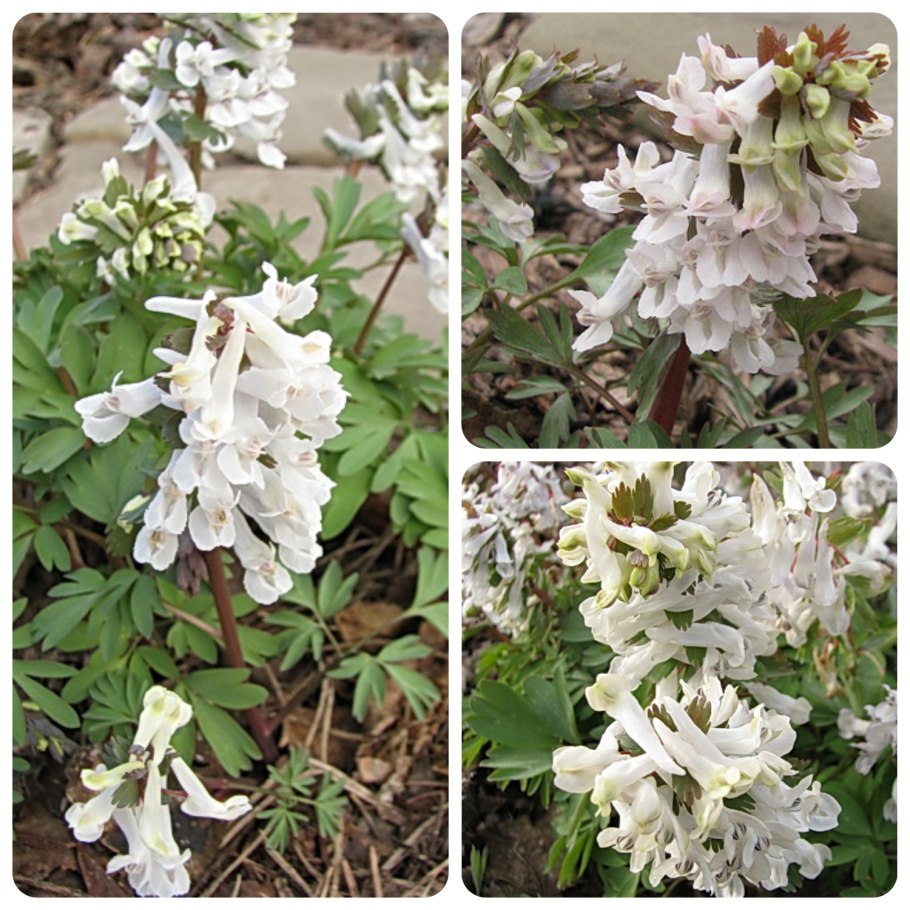 Хохлатка корневищная