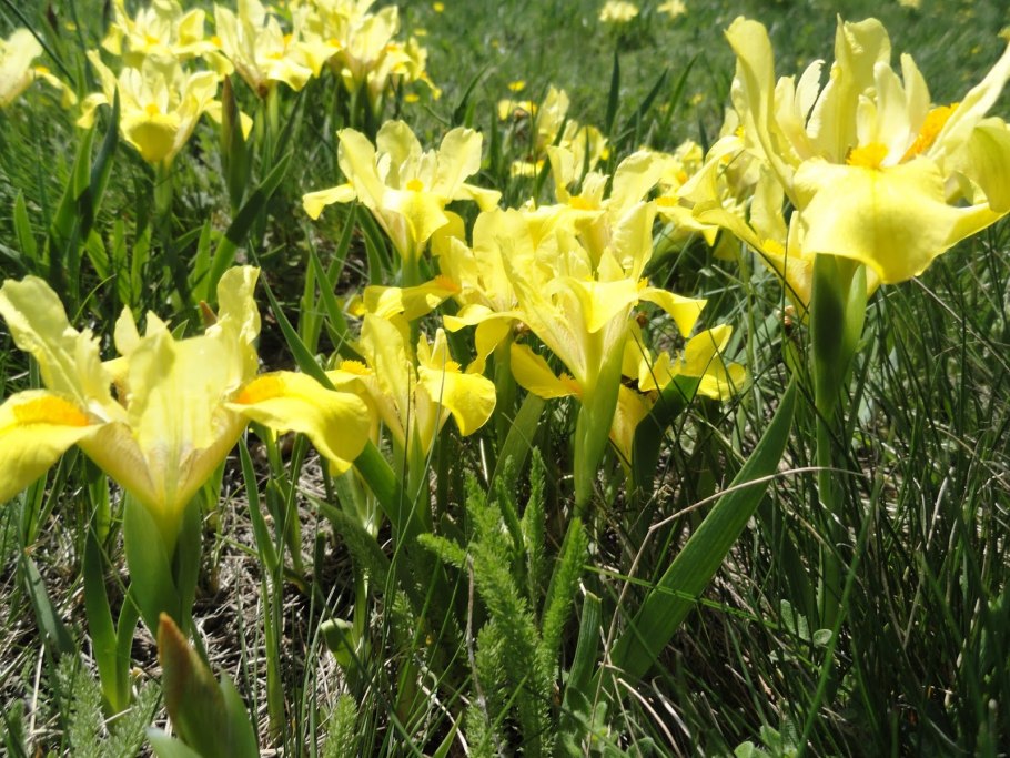 Касатик приземистый (Iris humilis)