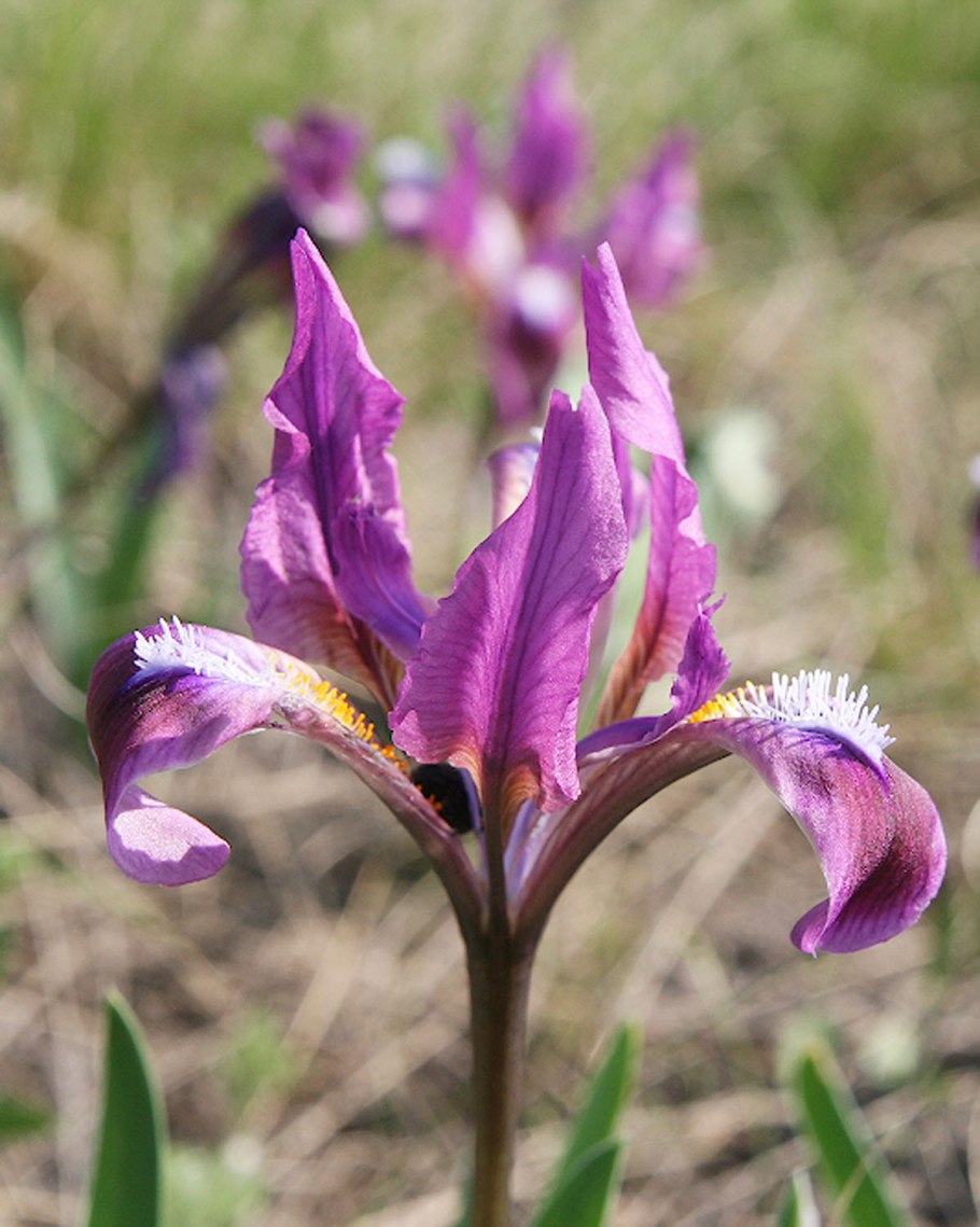 Ирис Касатик карликовый