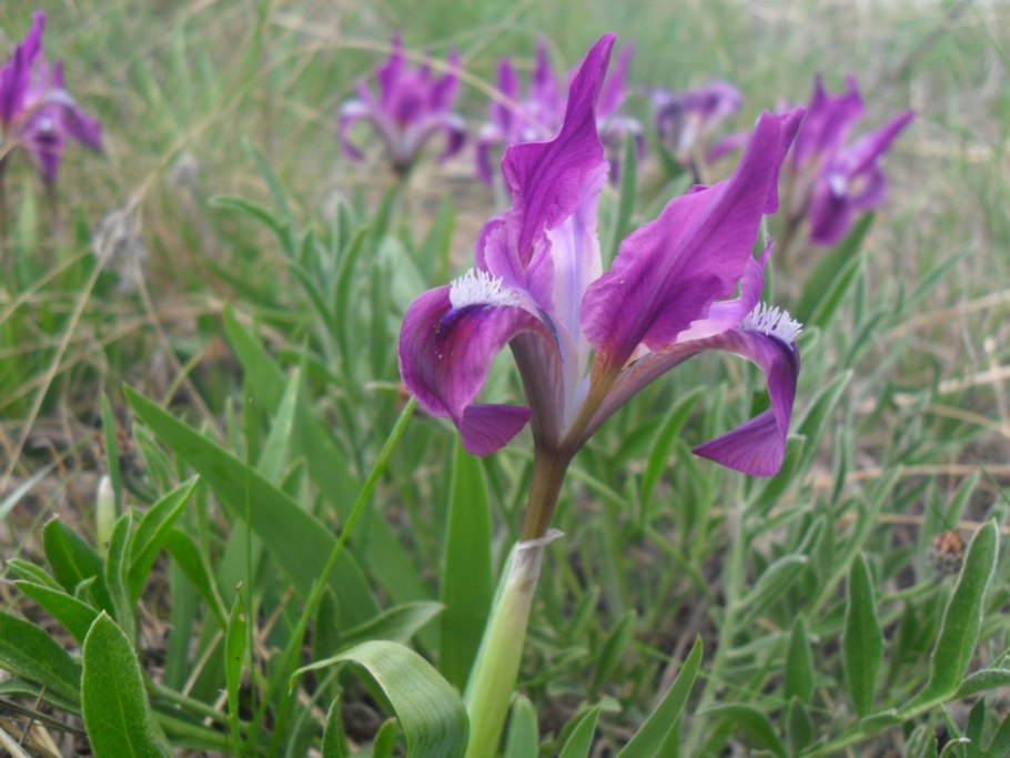 Ирис карликовый (Iris pumila)