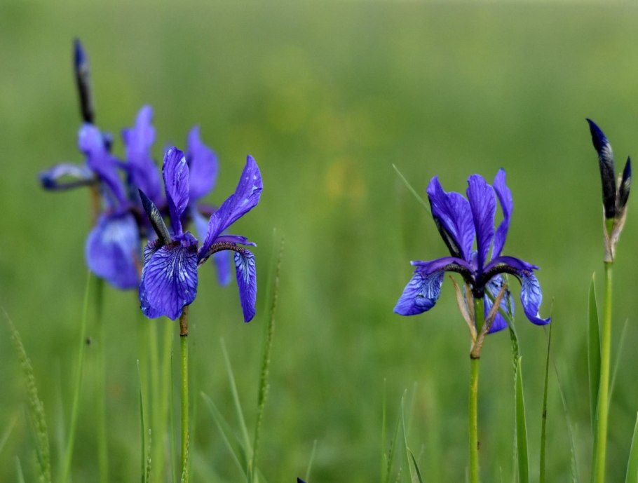 Касатик Потанина Алтай редкие