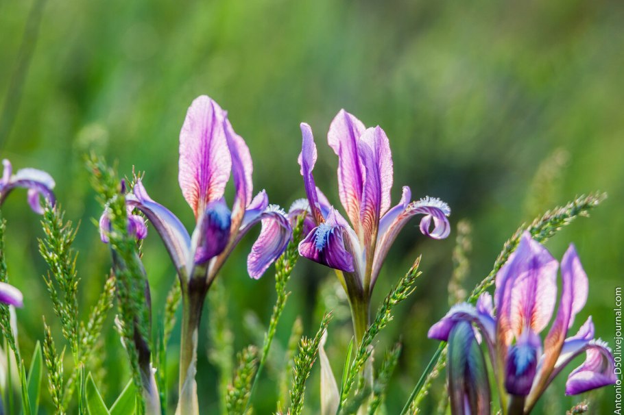 Ирис Пумила Болгария
