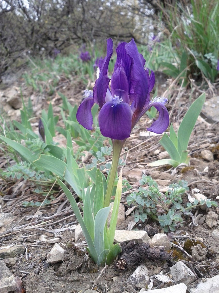 Ирис низкий — iris pumila