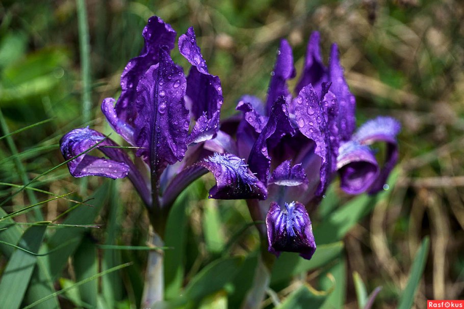 Ирис карликовый Степной
