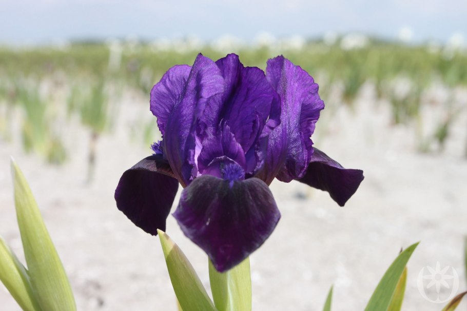 Касатик (Ирис) приземистый