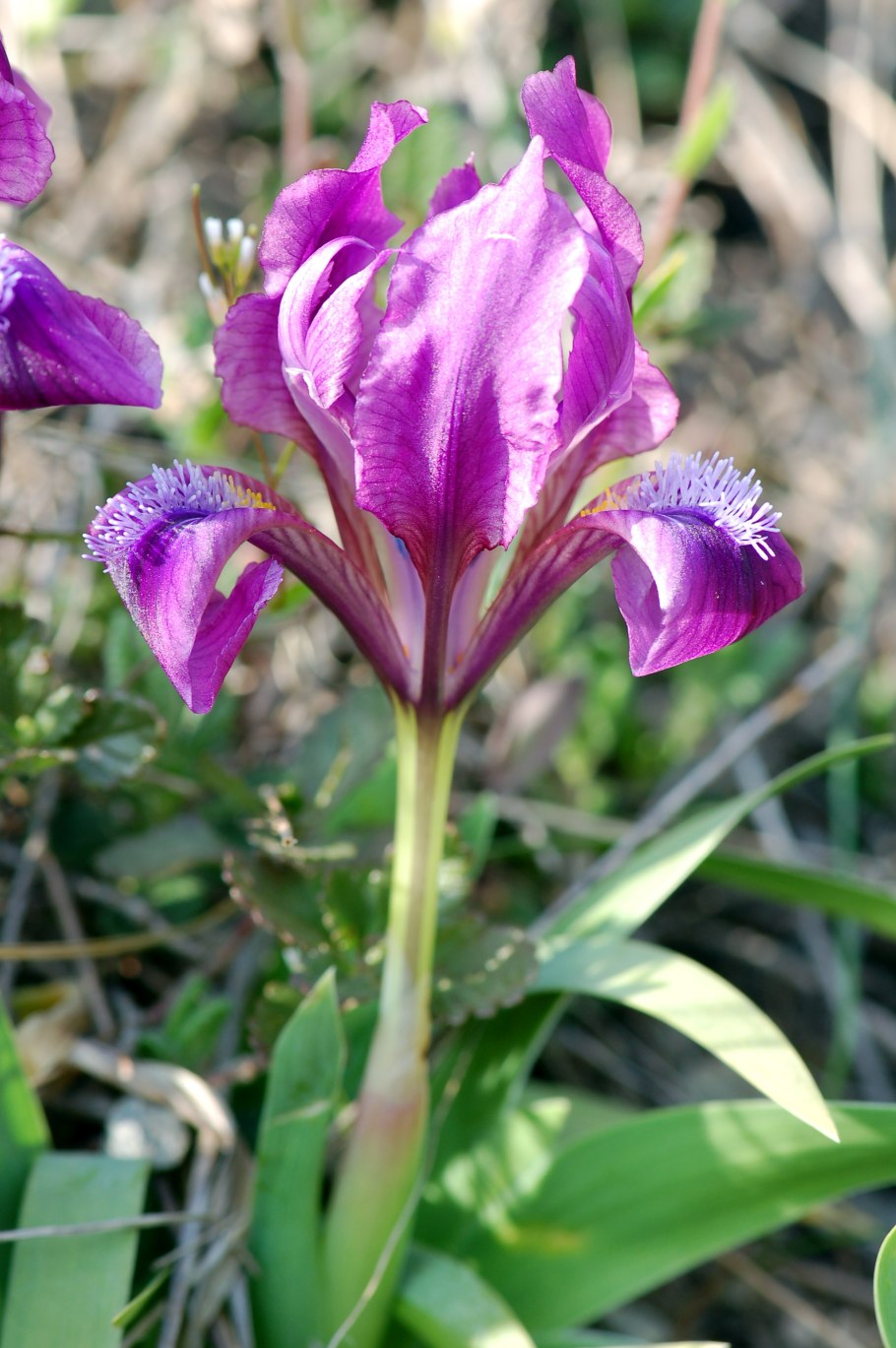 Ирис узколистный Сибирский