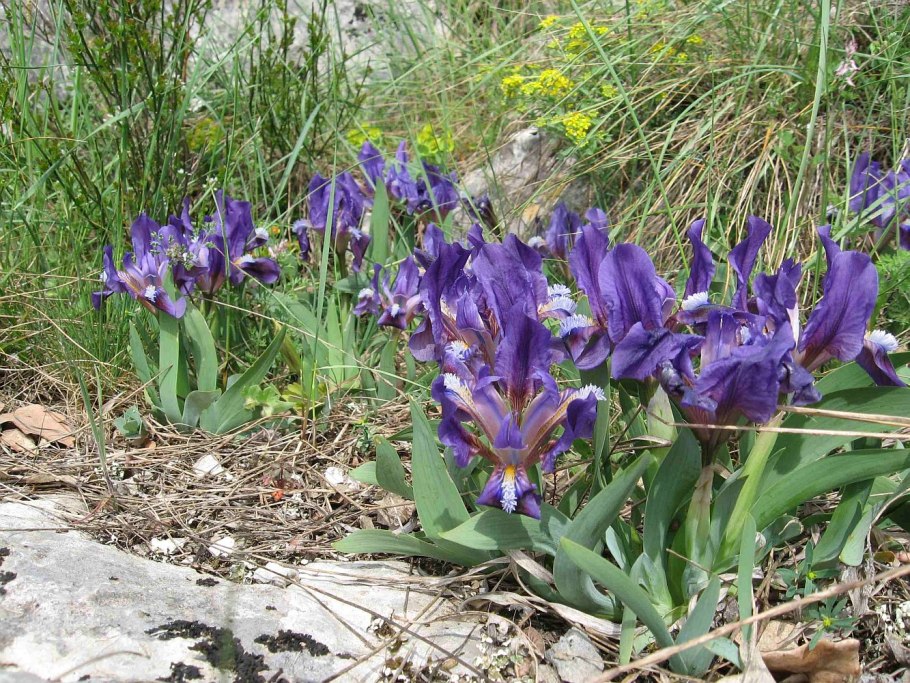 Ирис дикий карликовый