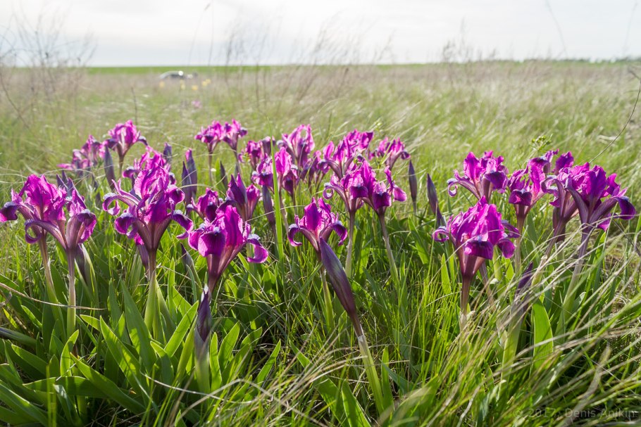 Iris humilis в Липецкой области