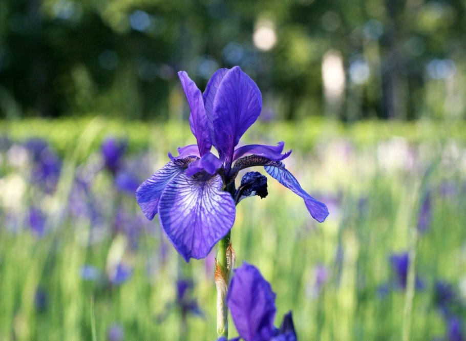 Цветок Iris (p) 'daring do'